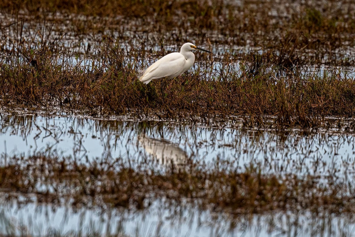Plumed Egret - Gordon Arthur