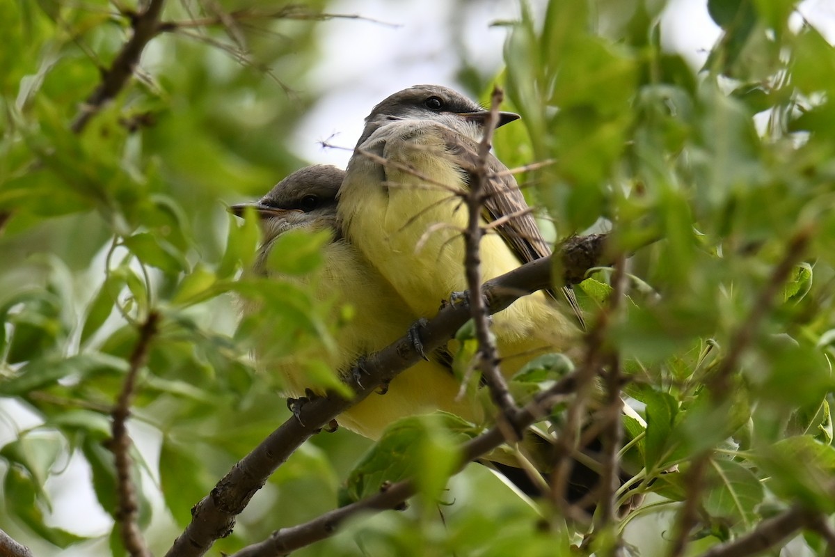 Western Kingbird - ML639654324