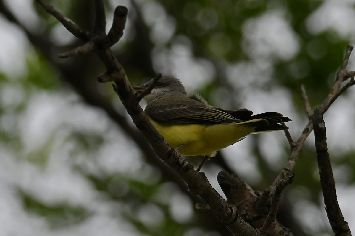 Western Kingbird - ML639654325