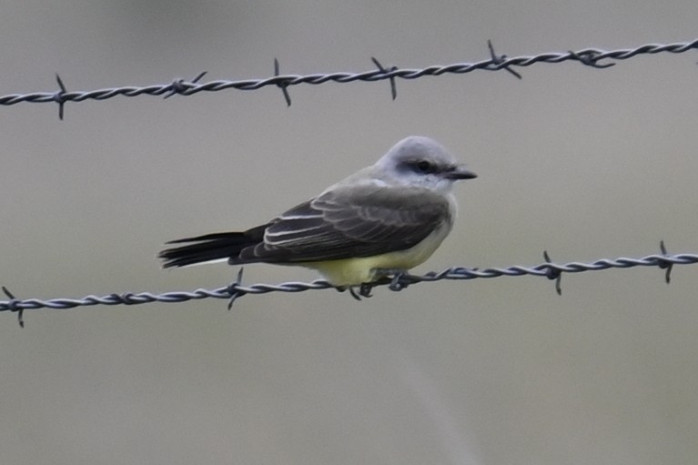 Western Kingbird - ML639654337