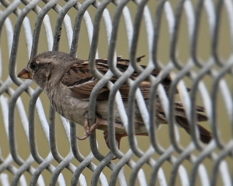 House Sparrow - ML639654367