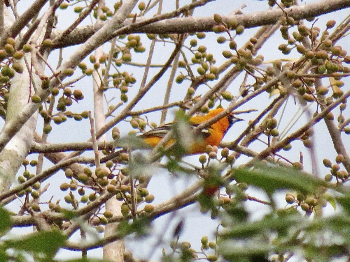 Orange Oriole - ML639654379