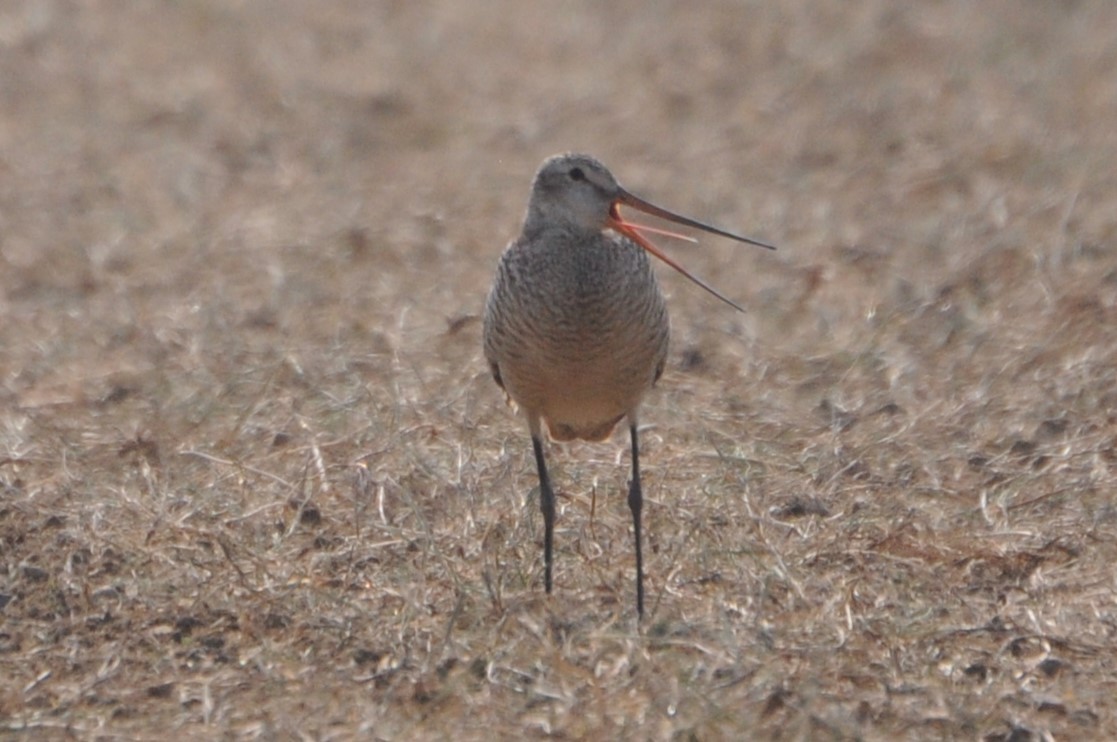 Marbled Godwit - ML639654390