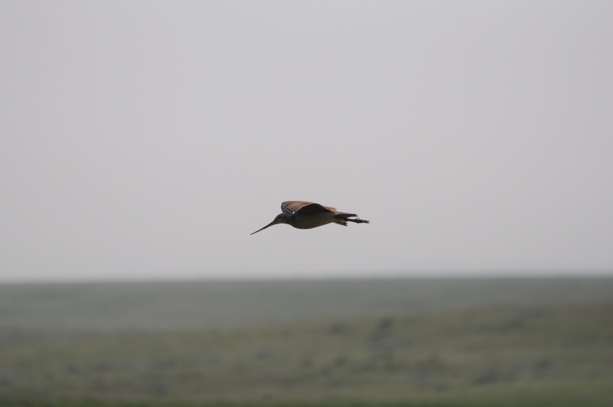 Marbled Godwit - ML639654391