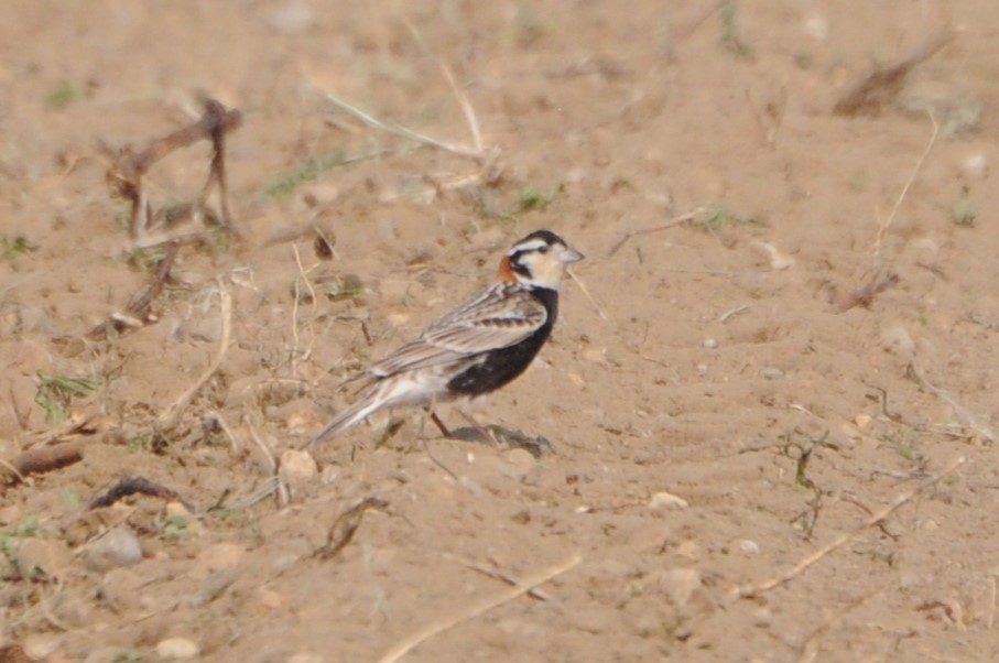 Chestnut-collared Longspur - ML639654402