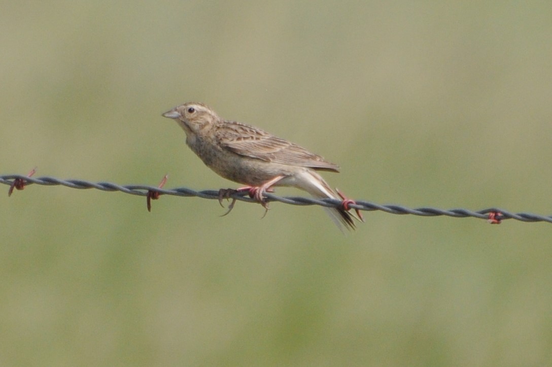 Chestnut-collared Longspur - ML639654403