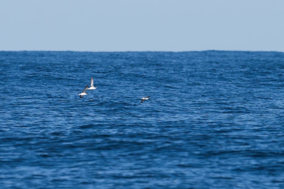 Fluttering Shearwater - ML639654442