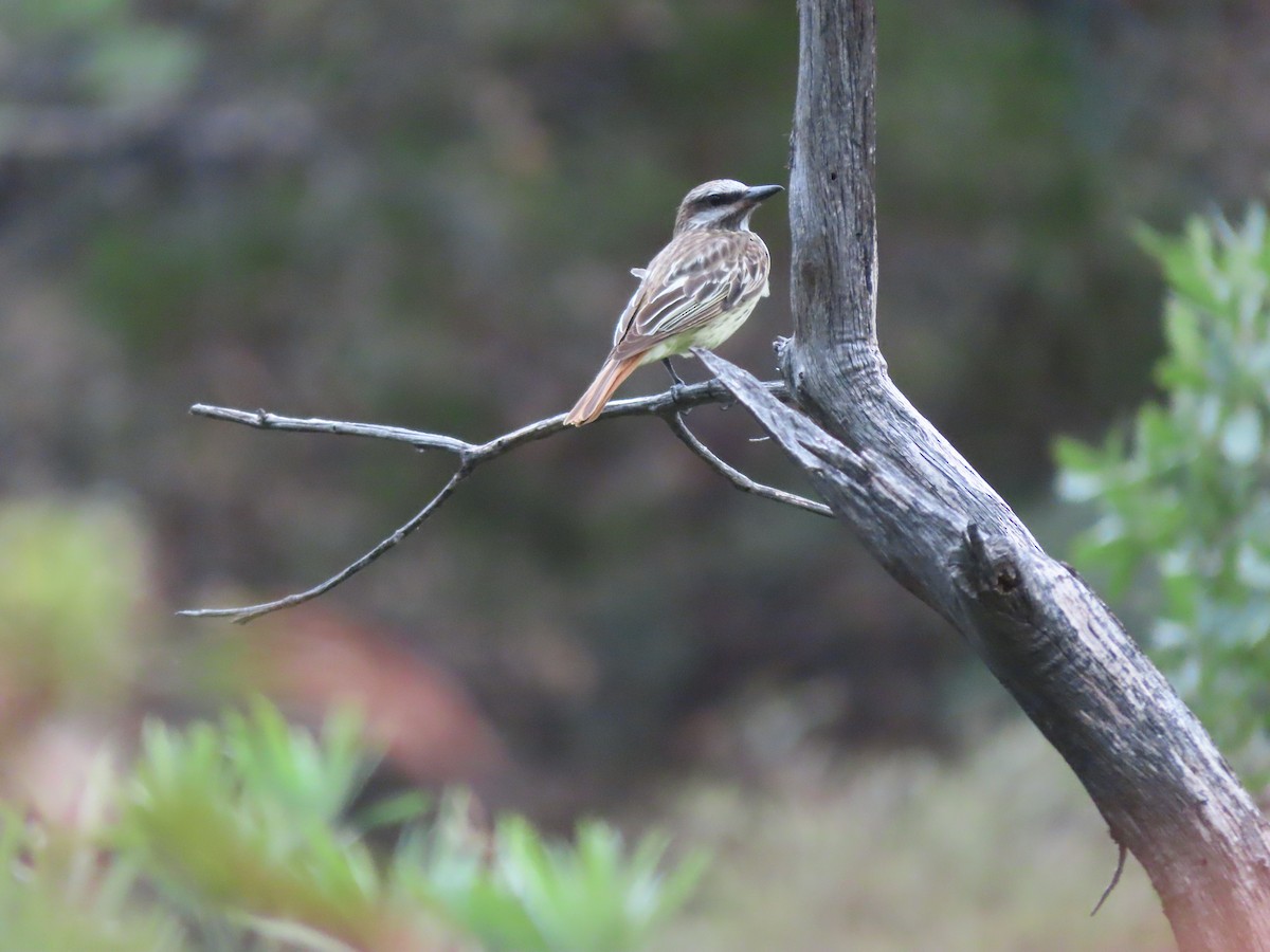 Sulphur-bellied Flycatcher - ML639654454