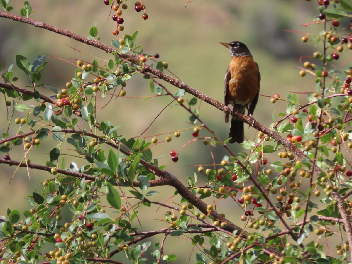 American Robin - ML639654465