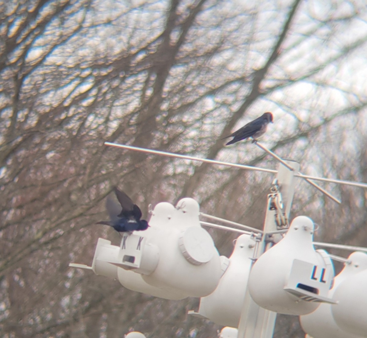 Purple Martin - ML639654472