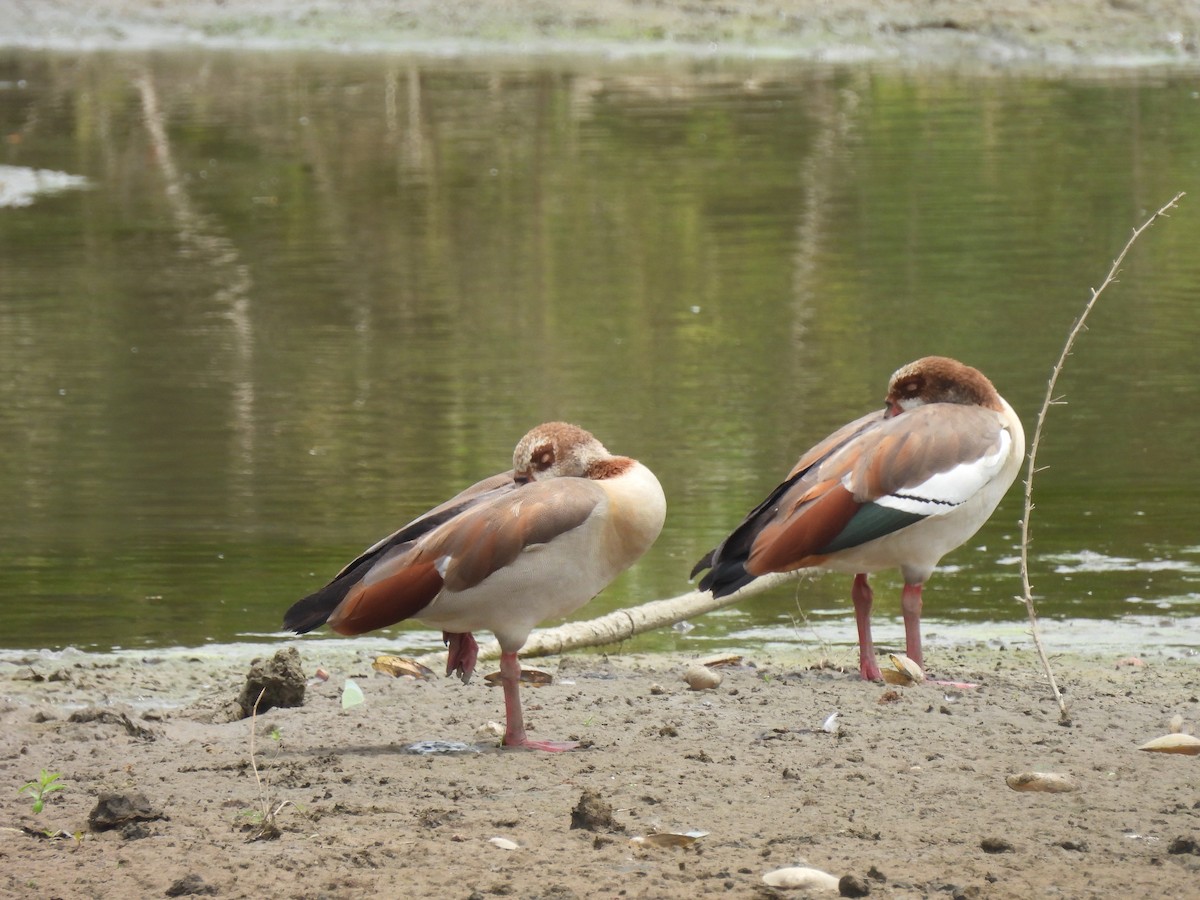 Egyptian Goose - ML639654495