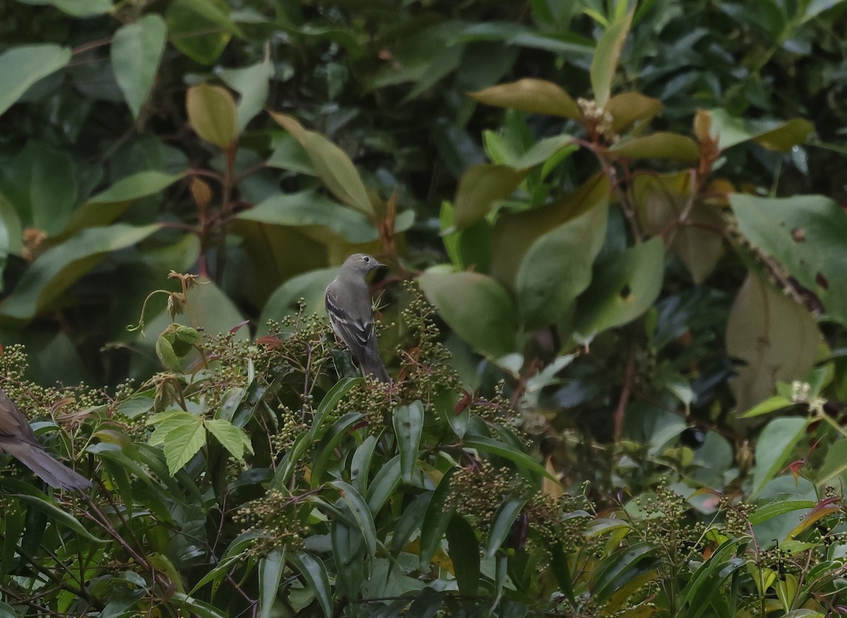 Highland Elaenia - ML639654496