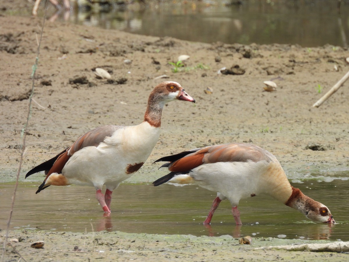 Egyptian Goose - ML639654498