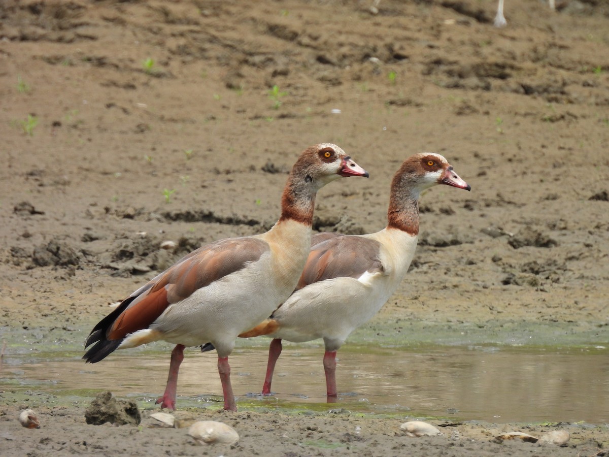 Egyptian Goose - ML639654500