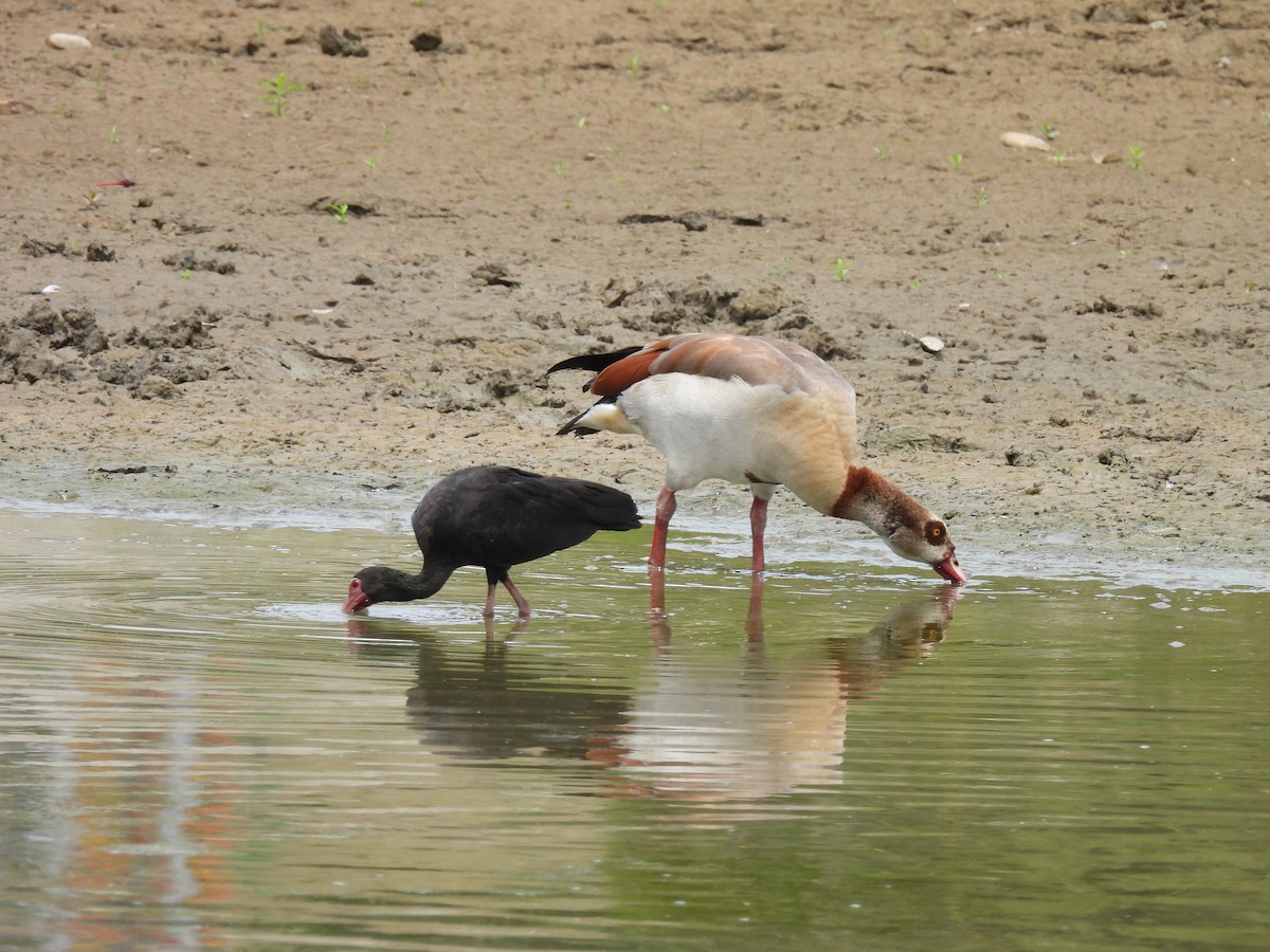 Egyptian Goose - ML639654501