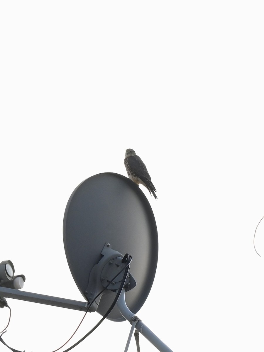 Merlin - ML639654506