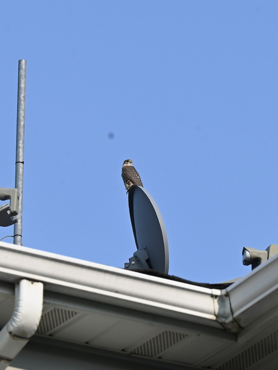 Merlin - ML639654507