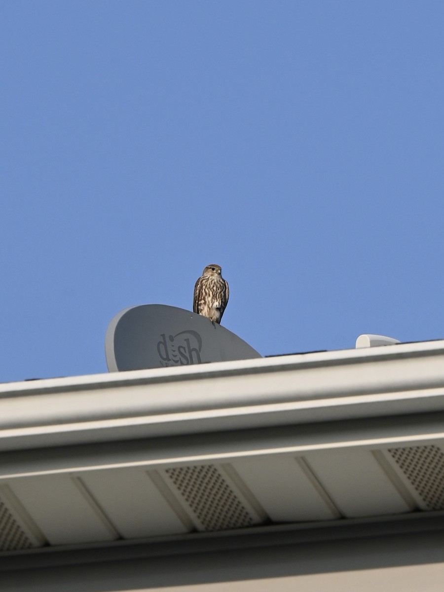 Merlin - ML639654508