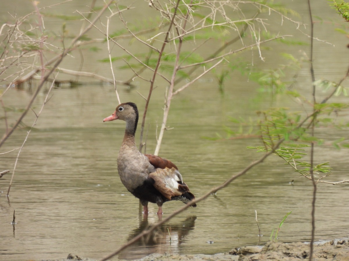 Black-bellied Whistling-Duck - ML639654582