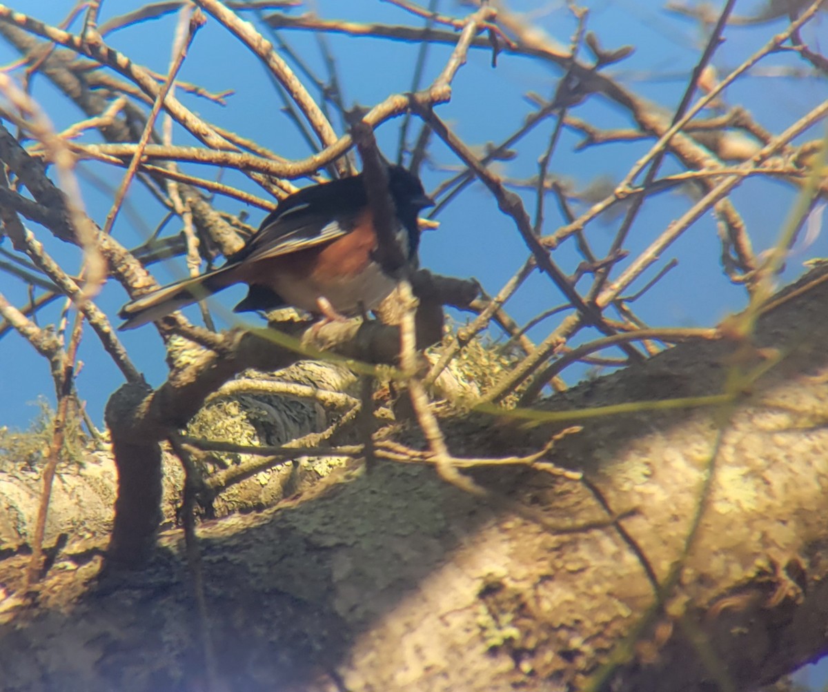 Eastern Towhee - ML639654661