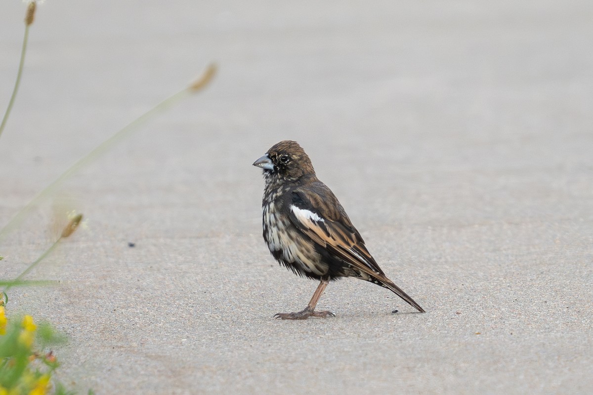 Lark Bunting - ML639654681