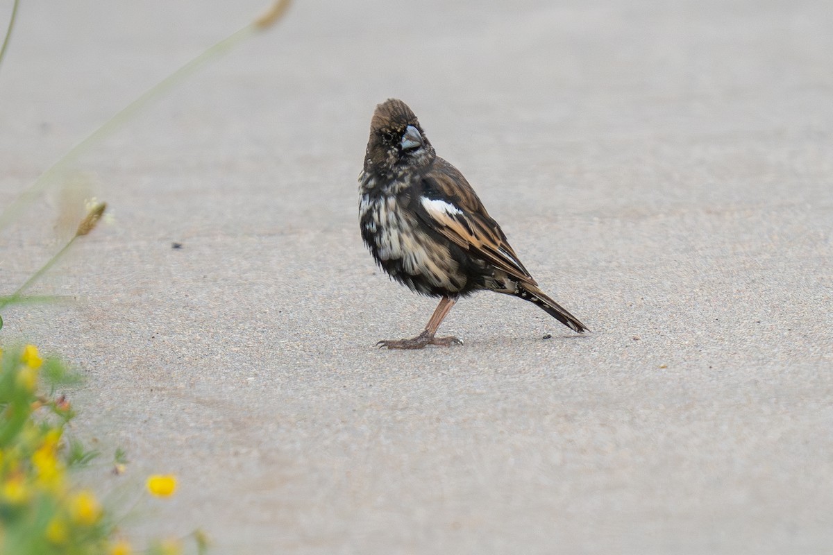 Lark Bunting - ML639654682
