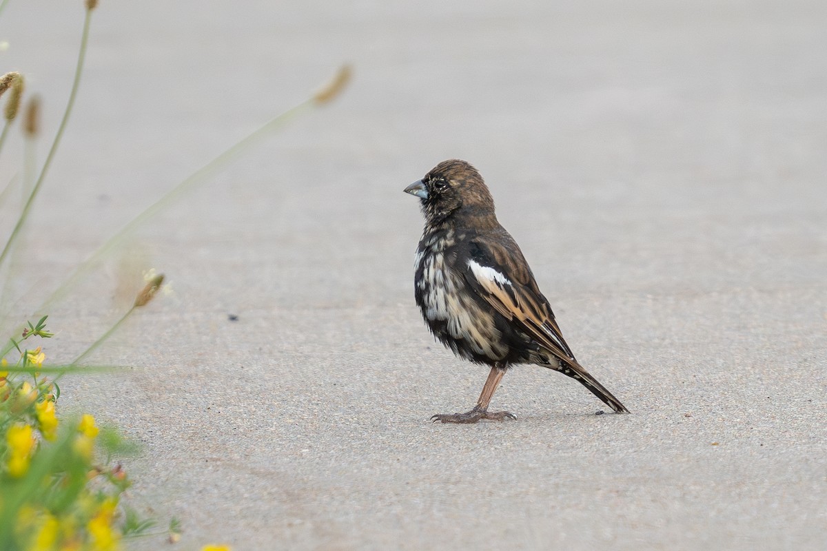 Lark Bunting - ML639654683
