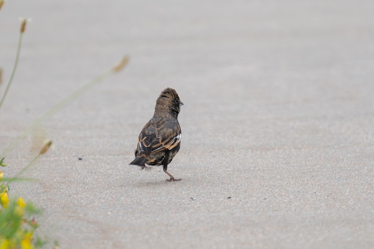 Lark Bunting - ML639654684