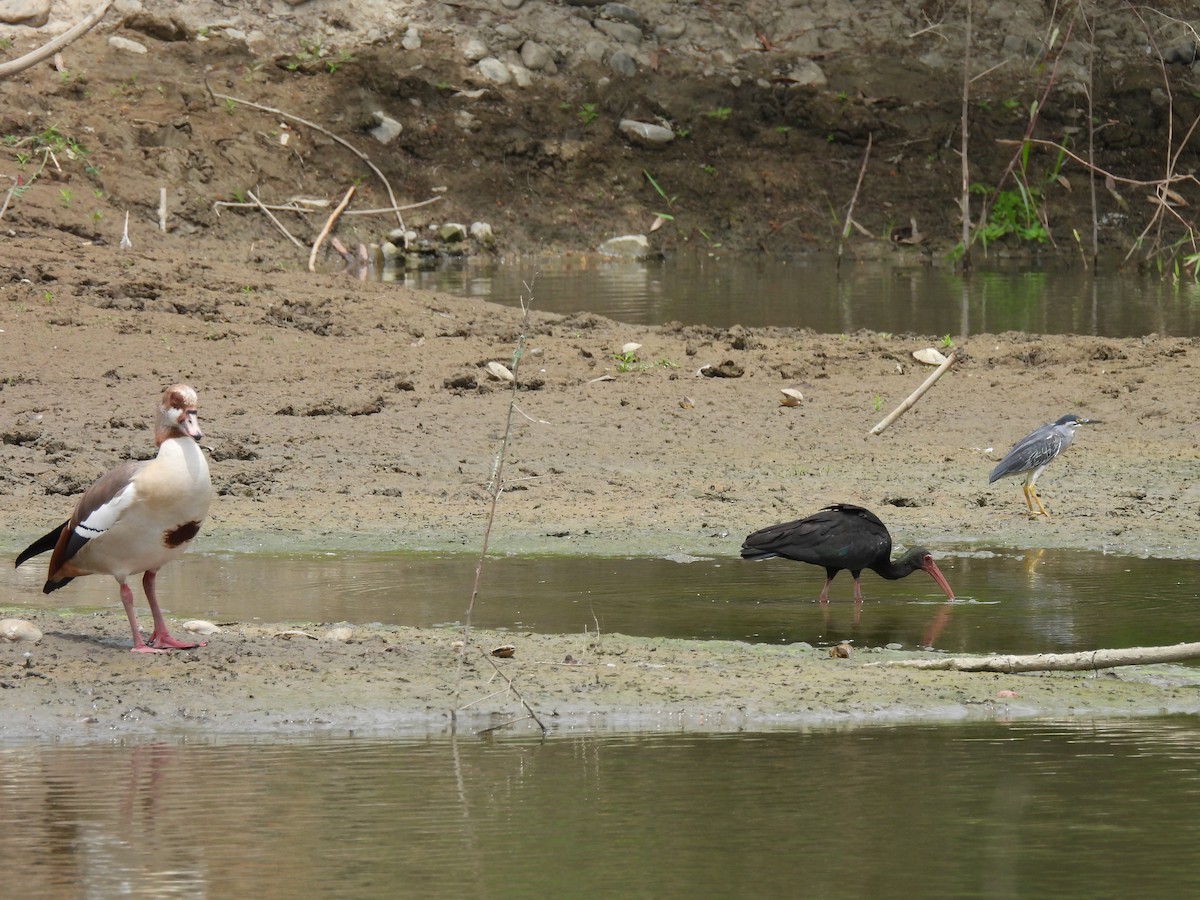 Bare-faced Ibis - ML639654707
