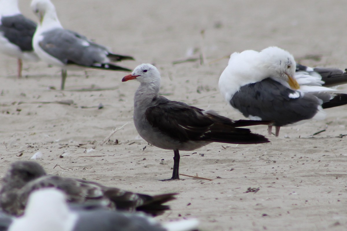 Heermann's Gull - ML639654709