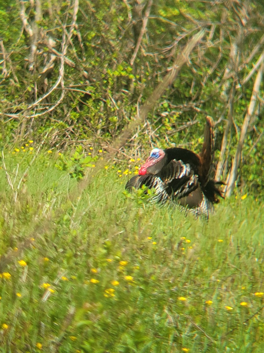 Wild Turkey - ML639654820