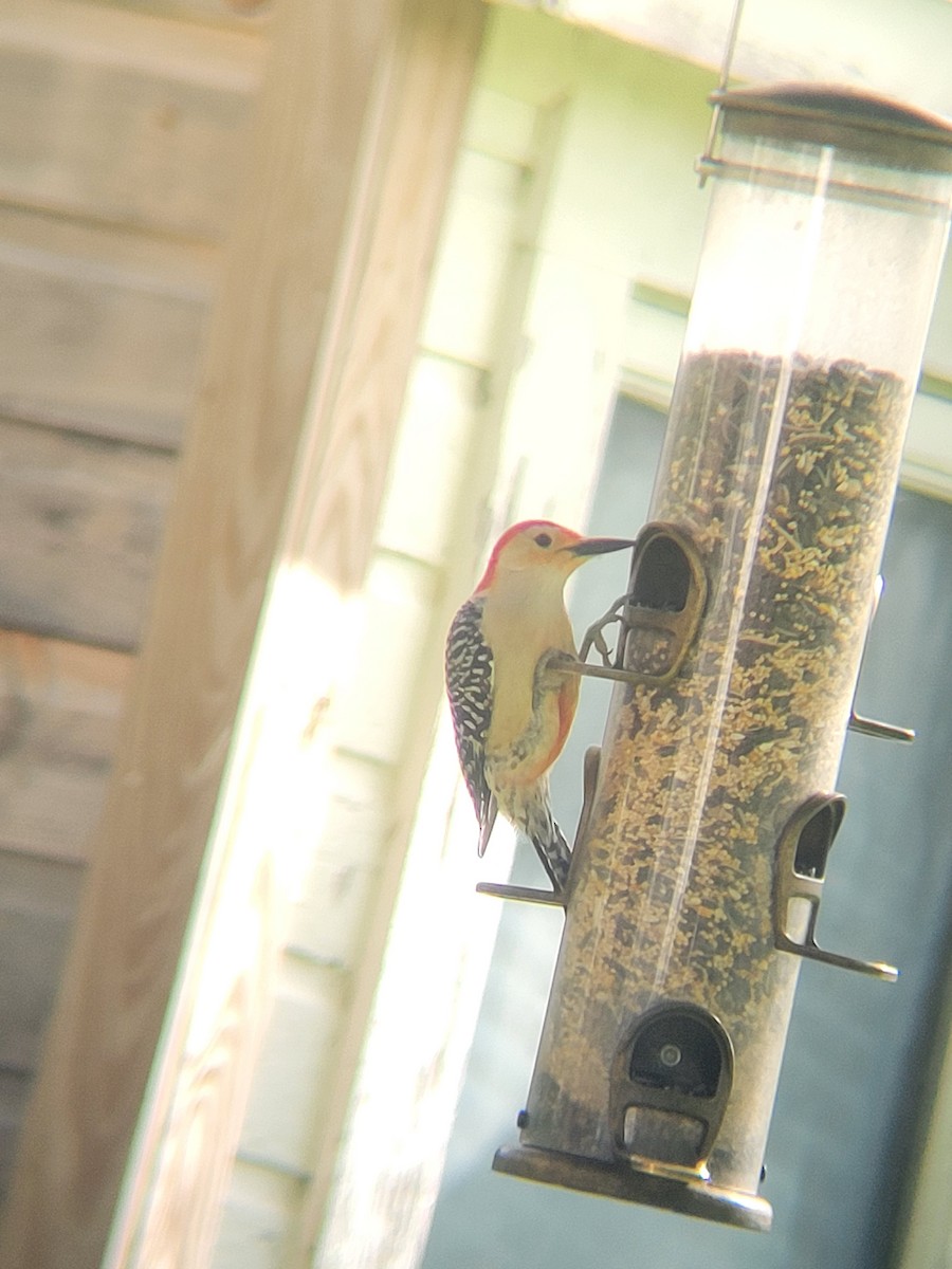 Red-bellied Woodpecker - ML639654828