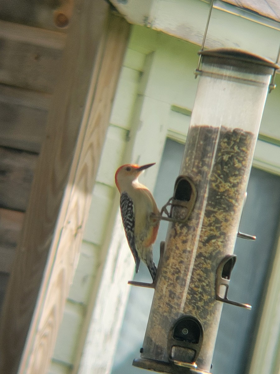 Red-bellied Woodpecker - ML639654829