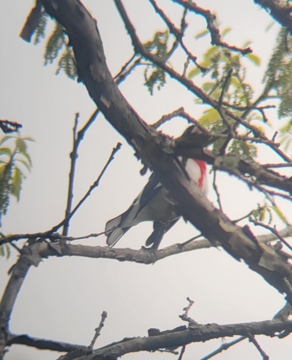 Rose-breasted Grosbeak - ML639654865