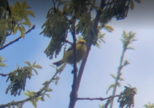 Blue-winged Warbler - ML639654877