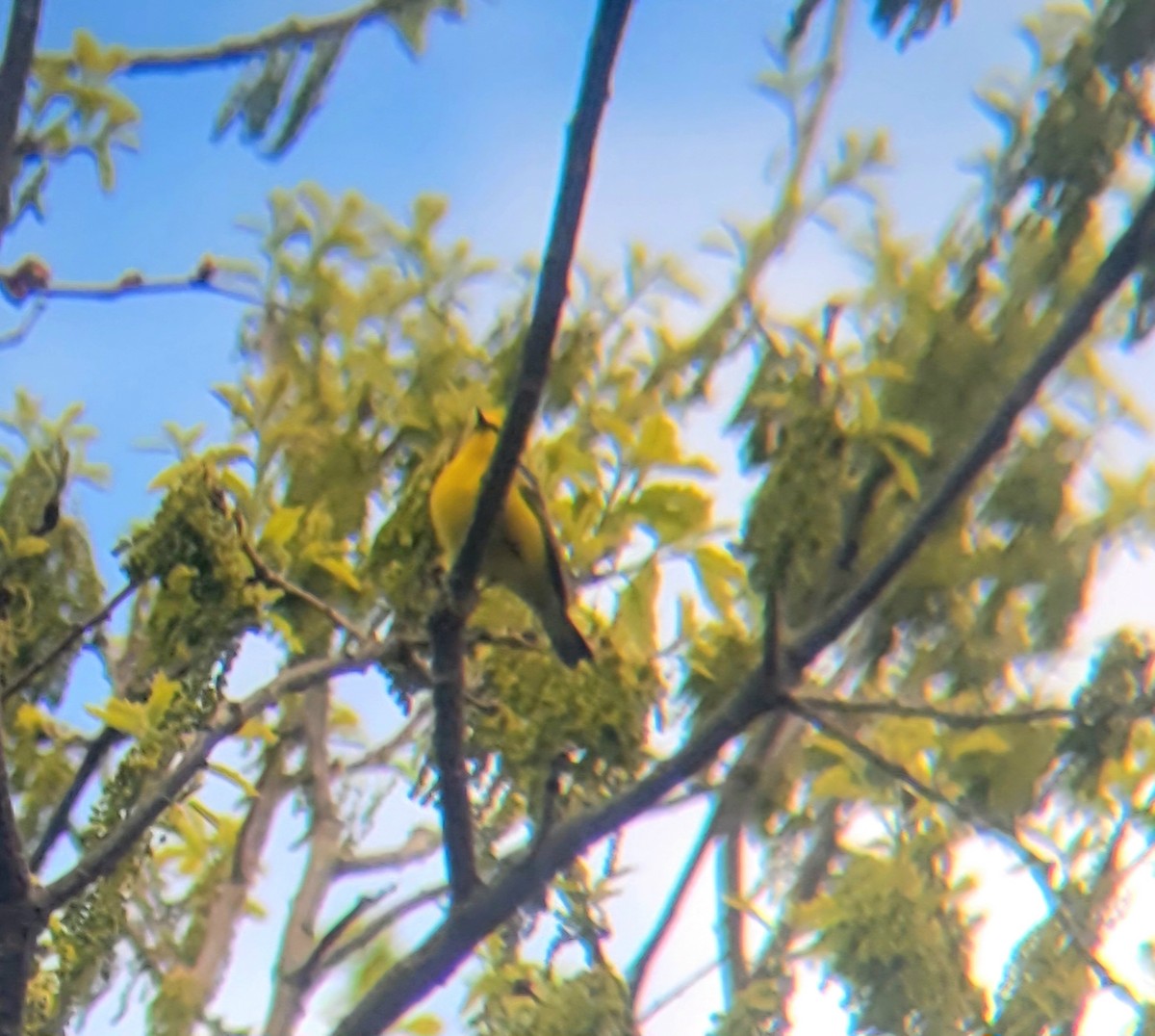 Blue-winged Warbler - ML639654881