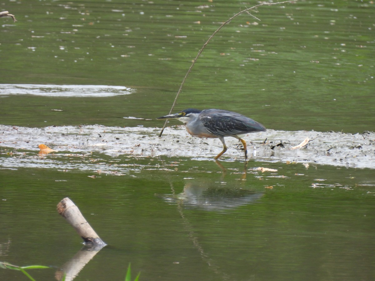 Striated Heron - ML639654897