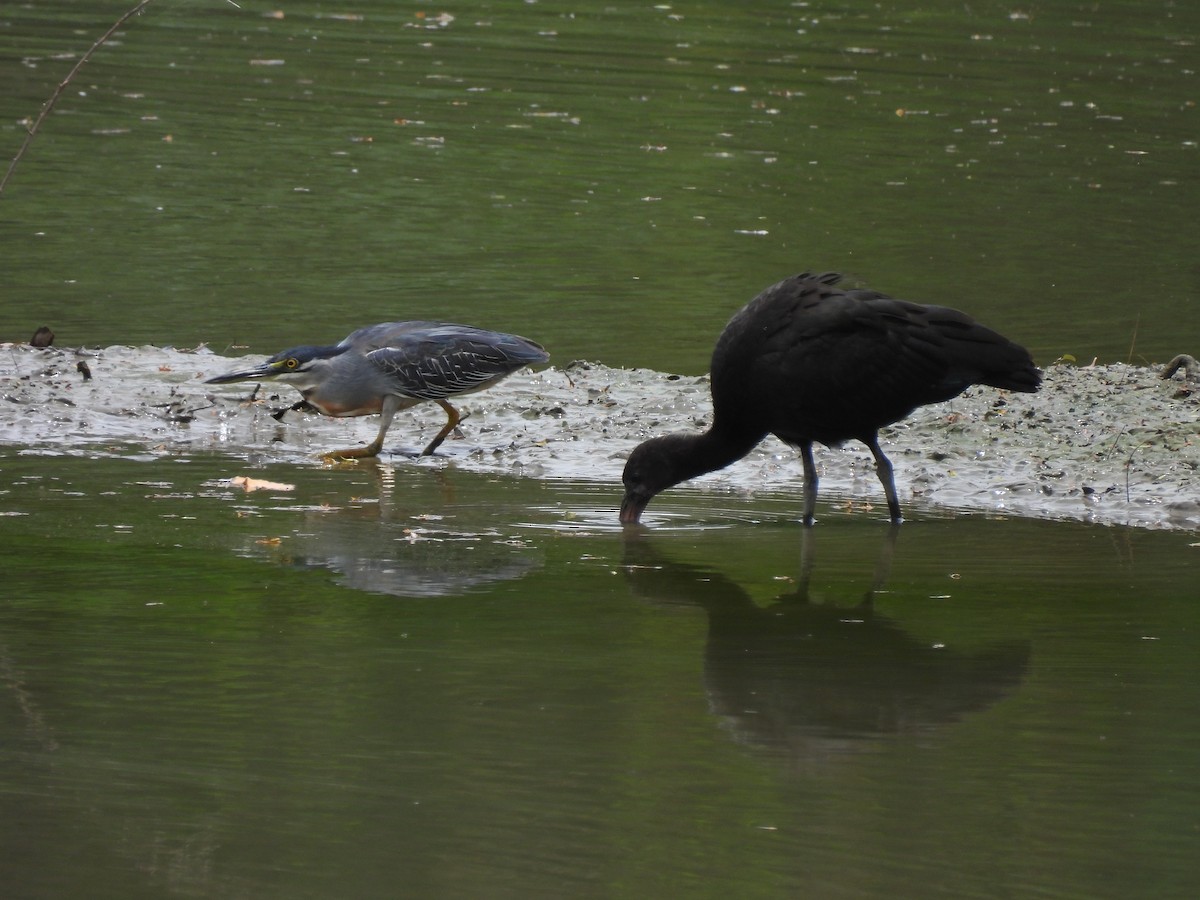 Striated Heron - ML639654922