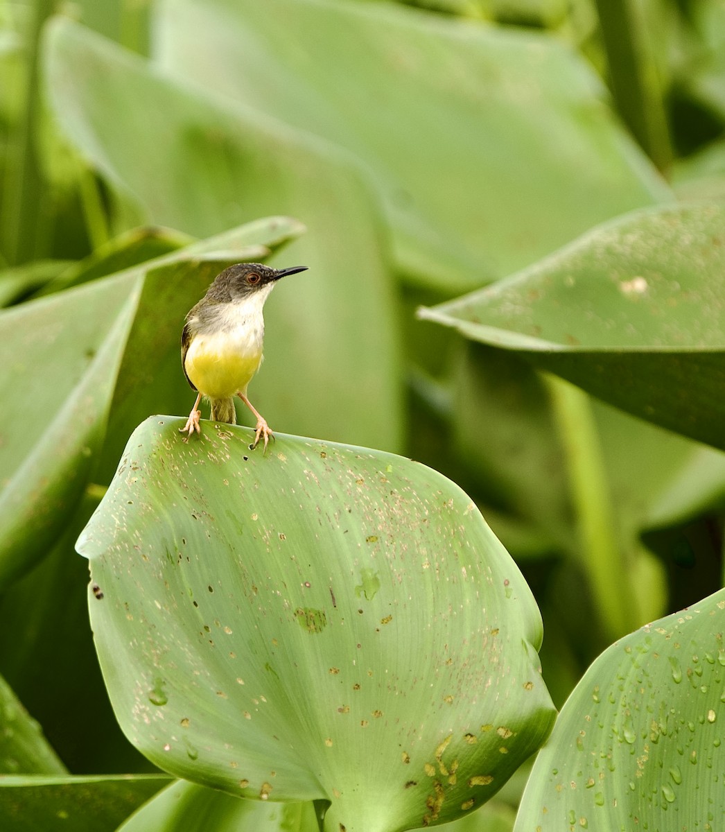Prinia Ventriamarilla - ML639654954