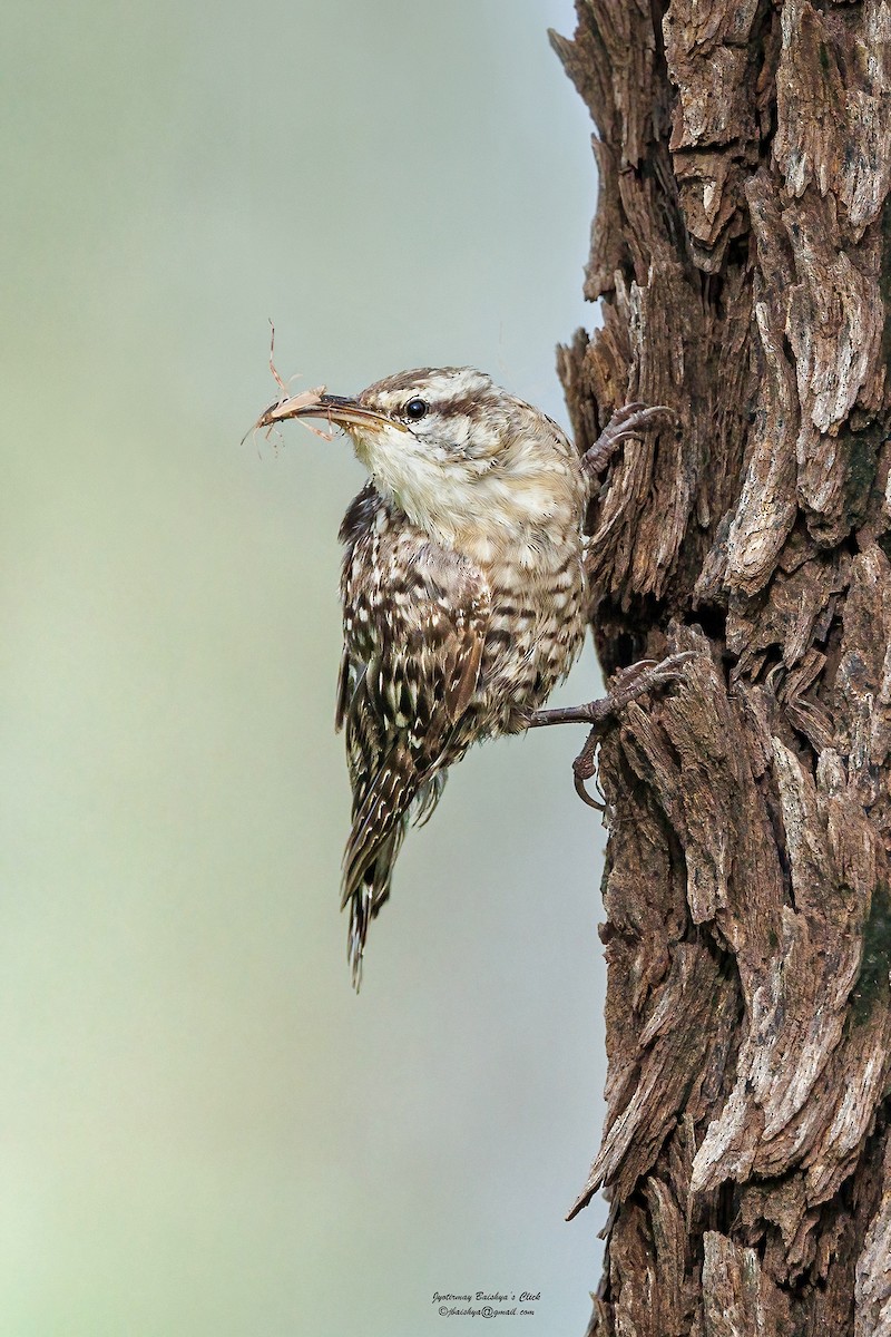 Indian Spotted Creeper - ML639655029