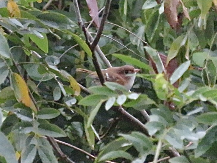 Cozumel Vireo - ML639655045