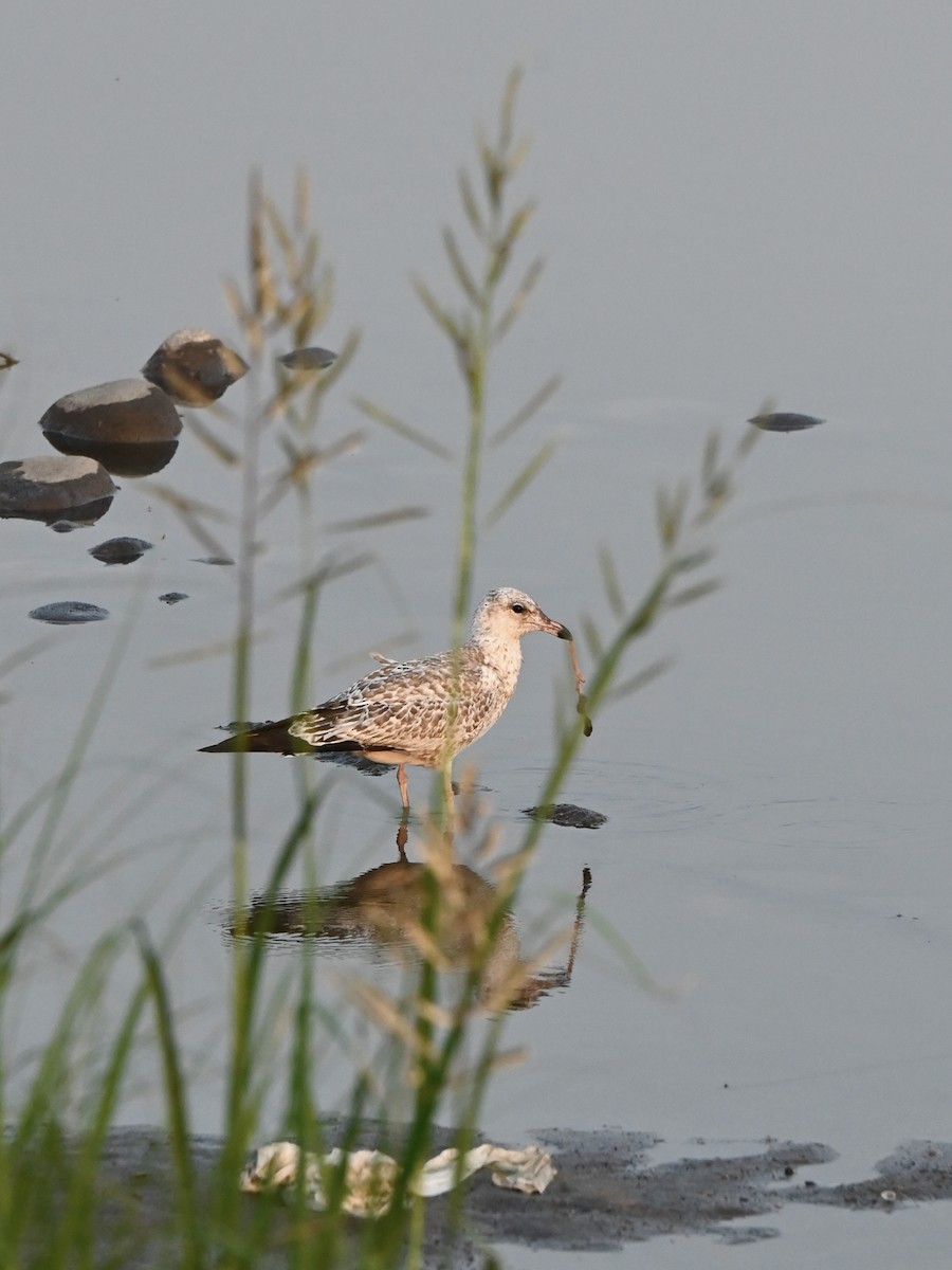 Ring-billed Gull - ML639655076