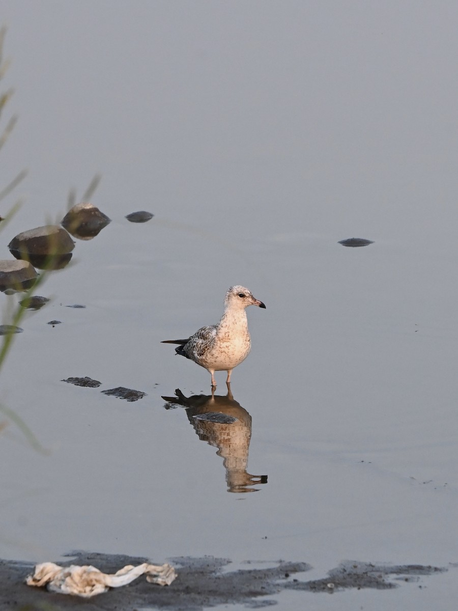 Ring-billed Gull - ML639655077