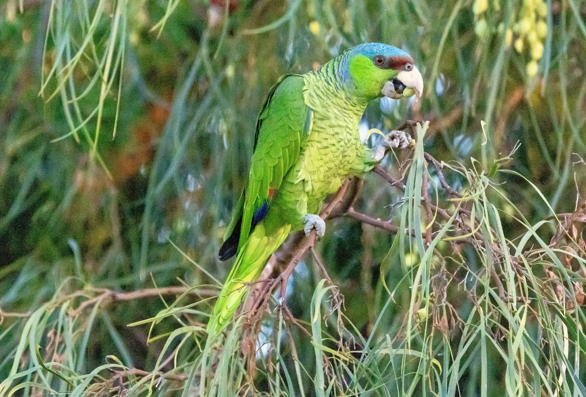 Lilac-crowned Amazon - ML639655083