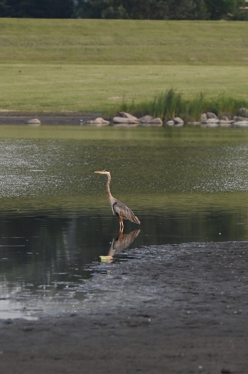 Great Blue Heron - ML639655084