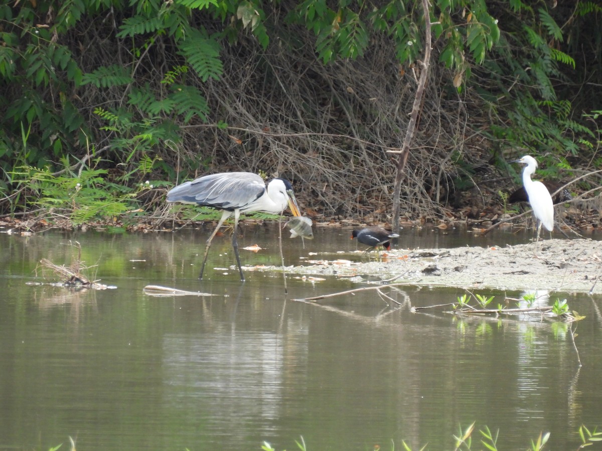 Cocoi Heron - ML639655120