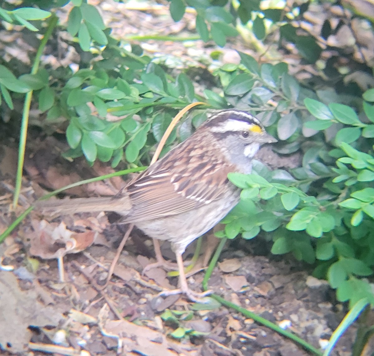 White-throated Sparrow - ML639655172