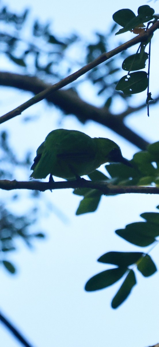Borneoblattvogel - ML639655198