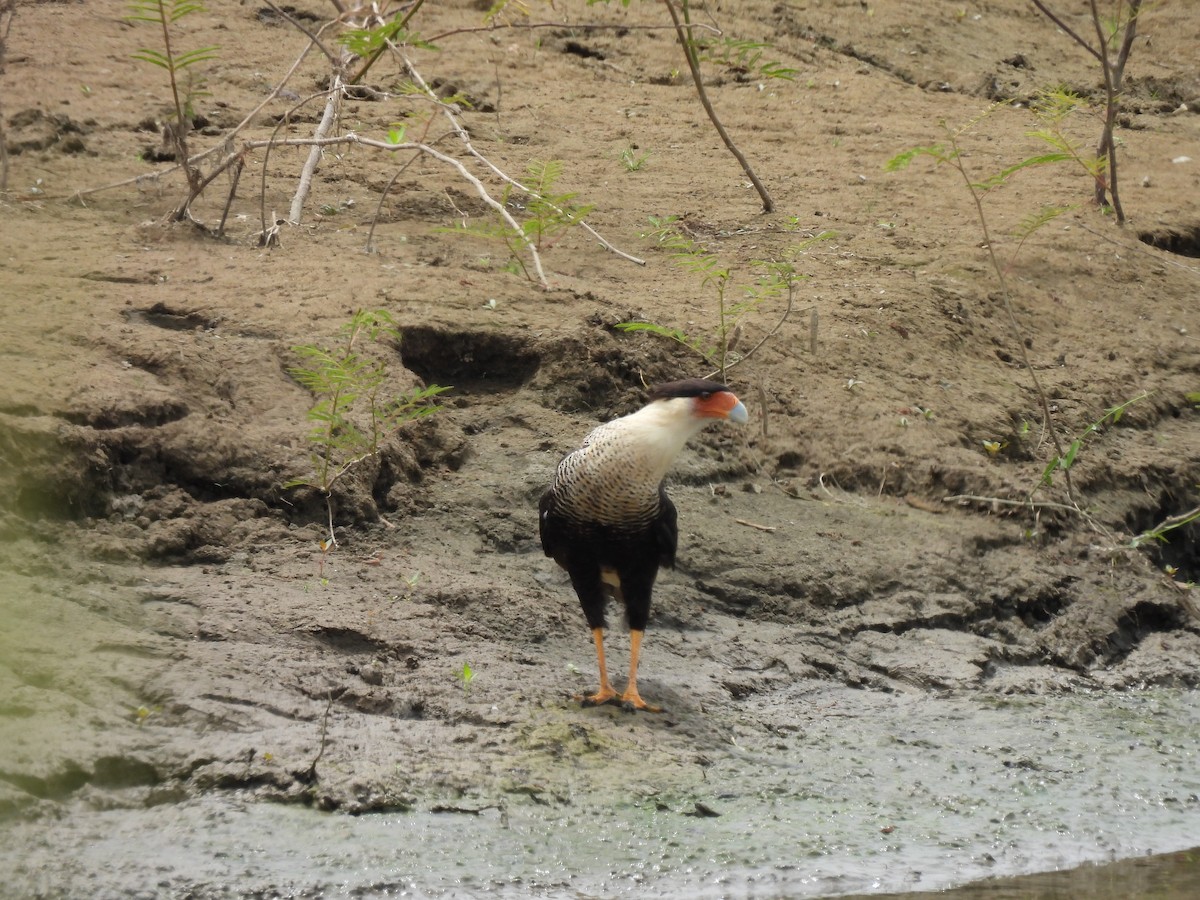 Crested Caracara - ML639655254