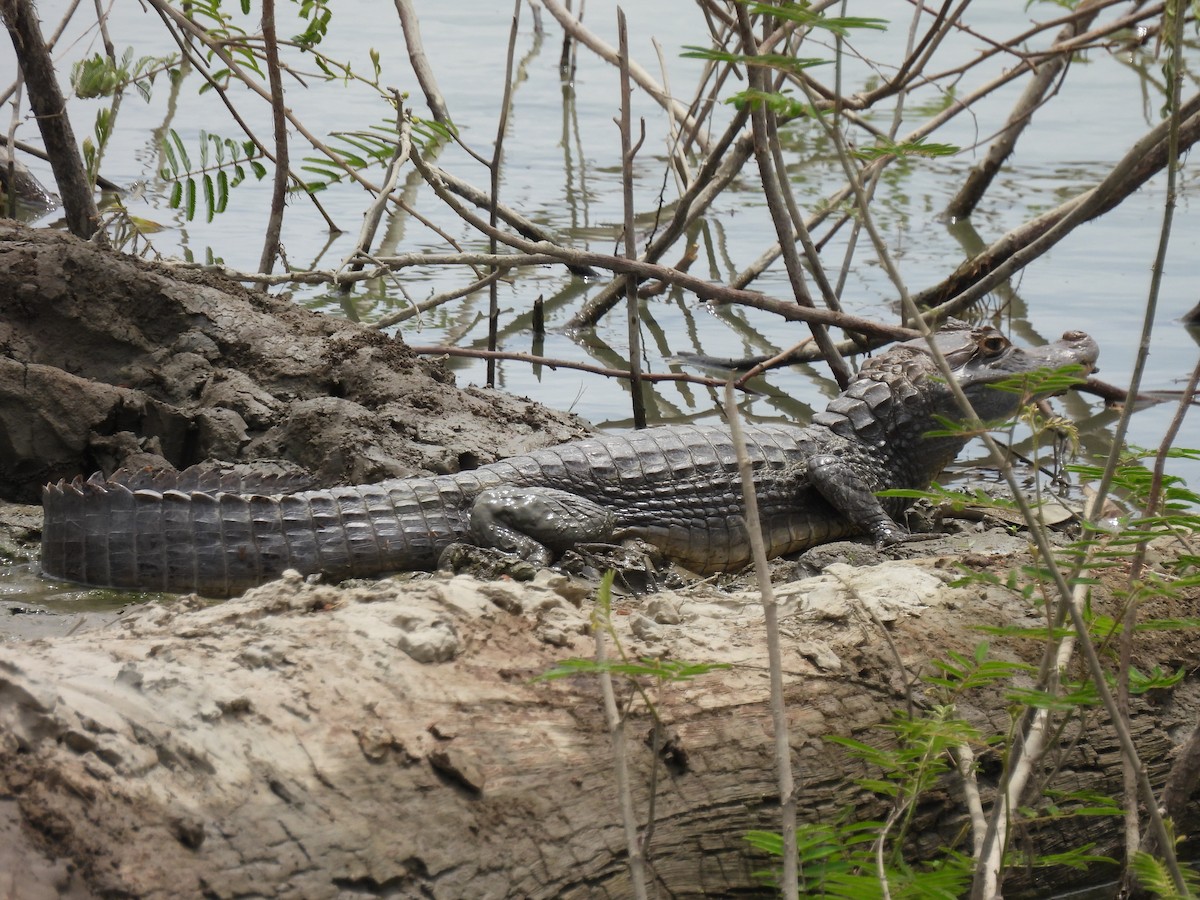 Animals - ML639655263